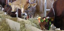 Томичи сдали на корм коровам более 1000 новогодних елок